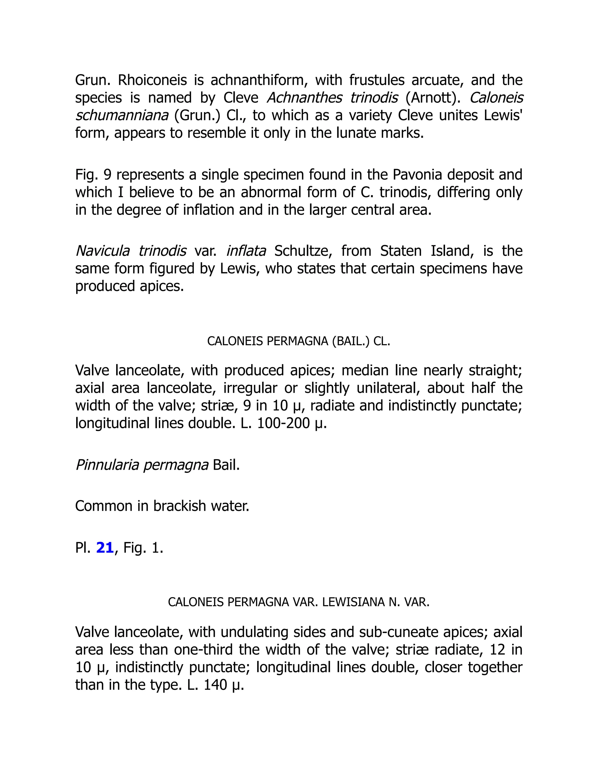 Grun. Rhoiconeis is achnanthiform, with frustules arcuate, and the
species is named by Cleve Achnanthes trinodis (Arnott). Caloneis
schumanniana (Grun.) Cl., to which as a variety Cleve unites Lewis'
form, appears to resemble it only in the lunate marks.
Fig. 9 represents a single specimen found in the Pavonia deposit and
which I believe to be an abnormal form of C. trinodis, differing only
in the degree of inflation and in the larger central area.
Navicula trinodis var. inflata Schultze, from Staten Island, is the
same form figured by Lewis, who states that certain specimens have
produced apices.
CALONEIS PERMAGNA (BAIL.) CL.
Valve lanceolate, with produced apices; median line nearly straight;
axial area lanceolate, irregular or slightly unilateral, about half the
width of the valve; striæ, 9 in 10 µ, radiate and indistinctly punctate;
longitudinal lines double. L. 100-200 µ.
Pinnularia permagna Bail.
Common in brackish water.
Pl. 21, Fig. 1.
CALONEIS PERMAGNA VAR. LEWISIANA N. VAR.
Valve lanceolate, with undulating sides and sub-cuneate apices; axial
area less than one-third the width of the valve; striæ radiate, 12 in
10 µ, indistinctly punctate; longitudinal lines double, closer together
than in the type. L. 140 µ.
 