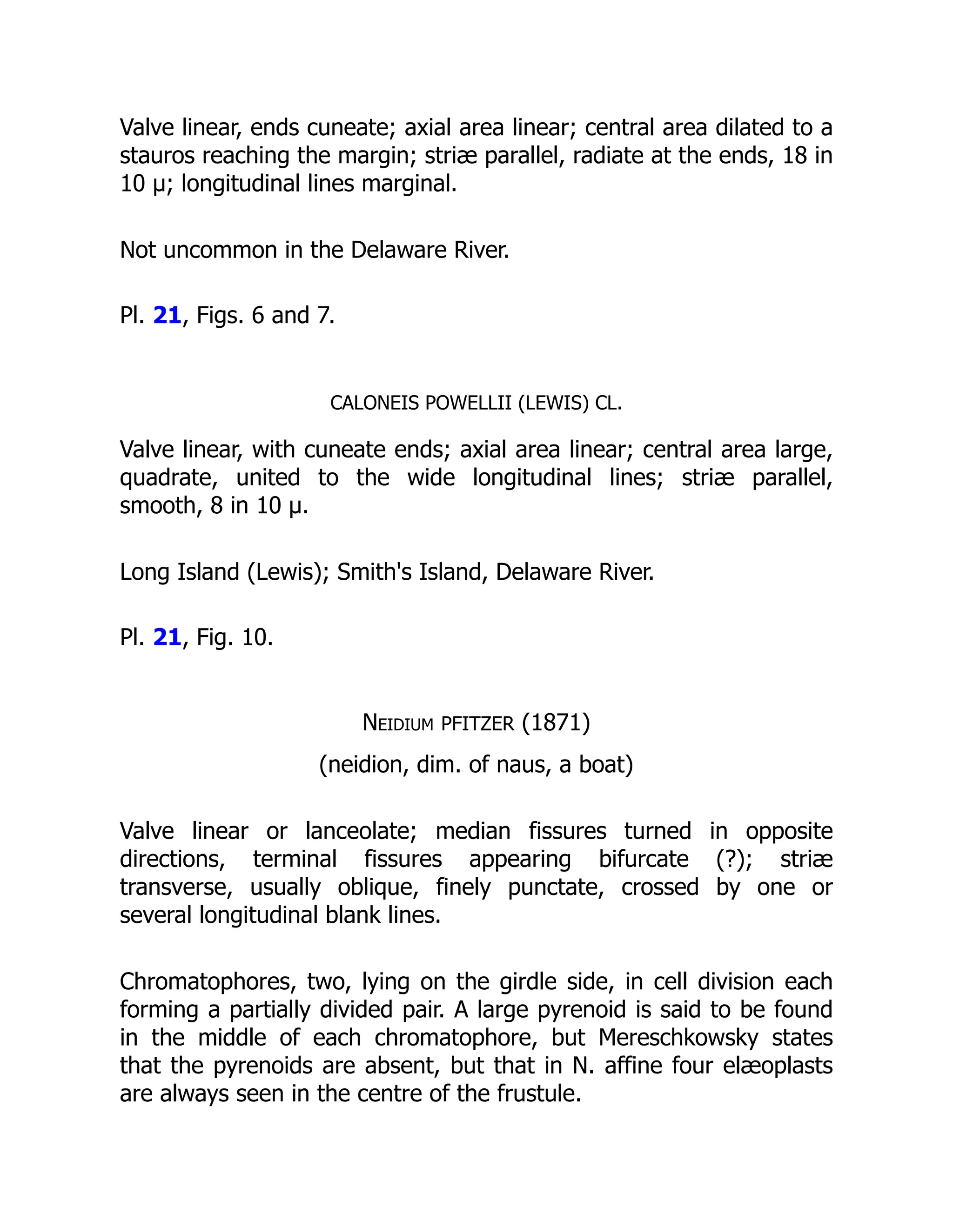Valve linear, ends cuneate; axial area linear; central area dilated to a
stauros reaching the margin; striæ parallel, radiate at the ends, 18 in
10 µ; longitudinal lines marginal.
Not uncommon in the Delaware River.
Pl. 21, Figs. 6 and 7.
CALONEIS POWELLII (LEWIS) CL.
Valve linear, with cuneate ends; axial area linear; central area large,
quadrate, united to the wide longitudinal lines; striæ parallel,
smooth, 8 in 10 µ.
Long Island (Lewis); Smith's Island, Delaware River.
Pl. 21, Fig. 10.
Neidium PFITZER (1871)
(neidion, dim. of naus, a boat)
Valve linear or lanceolate; median fissures turned in opposite
directions, terminal fissures appearing bifurcate (?); striæ
transverse, usually oblique, finely punctate, crossed by one or
several longitudinal blank lines.
Chromatophores, two, lying on the girdle side, in cell division each
forming a partially divided pair. A large pyrenoid is said to be found
in the middle of each chromatophore, but Mereschkowsky states
that the pyrenoids are absent, but that in N. affine four elæoplasts
are always seen in the centre of the frustule.
 