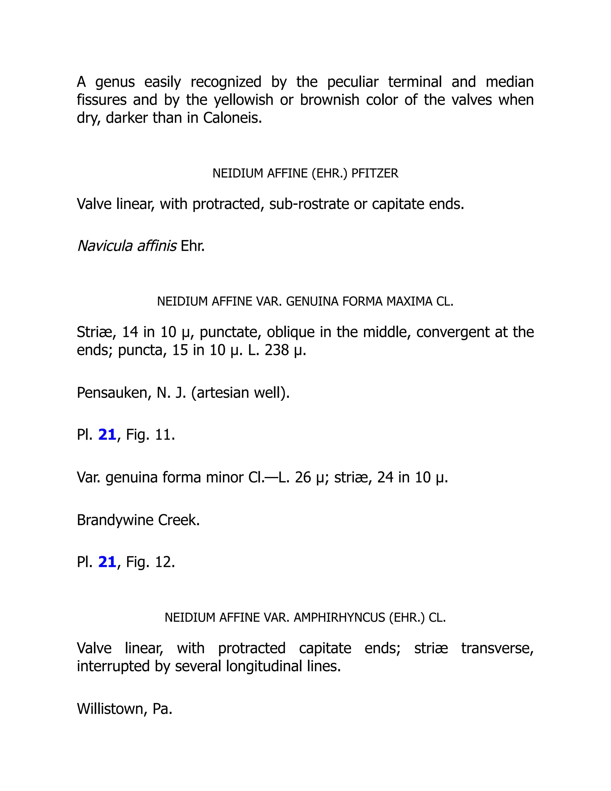 A genus easily recognized by the peculiar terminal and median
fissures and by the yellowish or brownish color of the valves when
dry, darker than in Caloneis.
NEIDIUM AFFINE (EHR.) PFITZER
Valve linear, with protracted, sub-rostrate or capitate ends.
Navicula affinis Ehr.
NEIDIUM AFFINE VAR. GENUINA FORMA MAXIMA CL.
Striæ, 14 in 10 µ, punctate, oblique in the middle, convergent at the
ends; puncta, 15 in 10 µ. L. 238 µ.
Pensauken, N. J. (artesian well).
Pl. 21, Fig. 11.
Var. genuina forma minor Cl.—L. 26 µ; striæ, 24 in 10 µ.
Brandywine Creek.
Pl. 21, Fig. 12.
NEIDIUM AFFINE VAR. AMPHIRHYNCUS (EHR.) CL.
Valve linear, with protracted capitate ends; striæ transverse,
interrupted by several longitudinal lines.
Willistown, Pa.
 