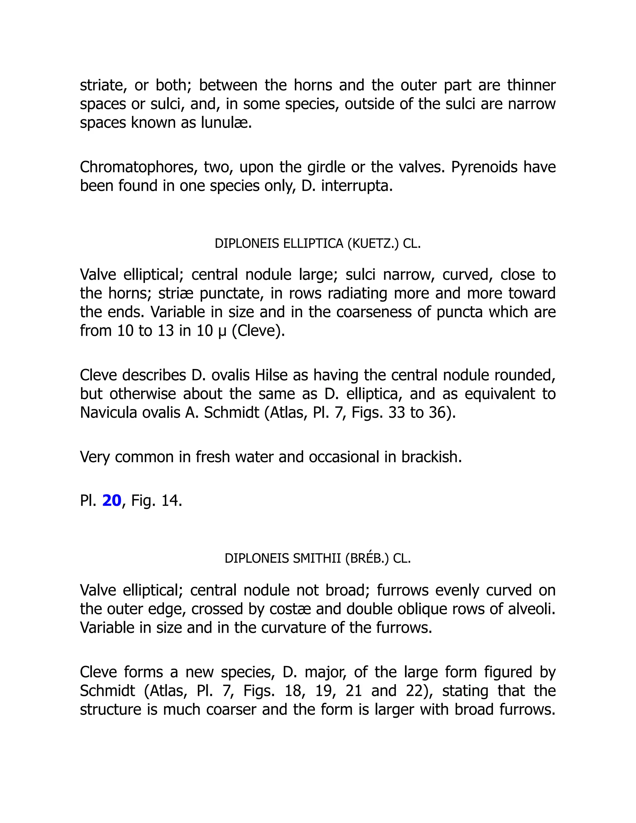 striate, or both; between the horns and the outer part are thinner
spaces or sulci, and, in some species, outside of the sulci are narrow
spaces known as lunulæ.
Chromatophores, two, upon the girdle or the valves. Pyrenoids have
been found in one species only, D. interrupta.
DIPLONEIS ELLIPTICA (KUETZ.) CL.
Valve elliptical; central nodule large; sulci narrow, curved, close to
the horns; striæ punctate, in rows radiating more and more toward
the ends. Variable in size and in the coarseness of puncta which are
from 10 to 13 in 10 µ (Cleve).
Cleve describes D. ovalis Hilse as having the central nodule rounded,
but otherwise about the same as D. elliptica, and as equivalent to
Navicula ovalis A. Schmidt (Atlas, Pl. 7, Figs. 33 to 36).
Very common in fresh water and occasional in brackish.
Pl. 20, Fig. 14.
DIPLONEIS SMITHII (BRÉB.) CL.
Valve elliptical; central nodule not broad; furrows evenly curved on
the outer edge, crossed by costæ and double oblique rows of alveoli.
Variable in size and in the curvature of the furrows.
Cleve forms a new species, D. major, of the large form figured by
Schmidt (Atlas, Pl. 7, Figs. 18, 19, 21 and 22), stating that the
structure is much coarser and the form is larger with broad furrows.
 