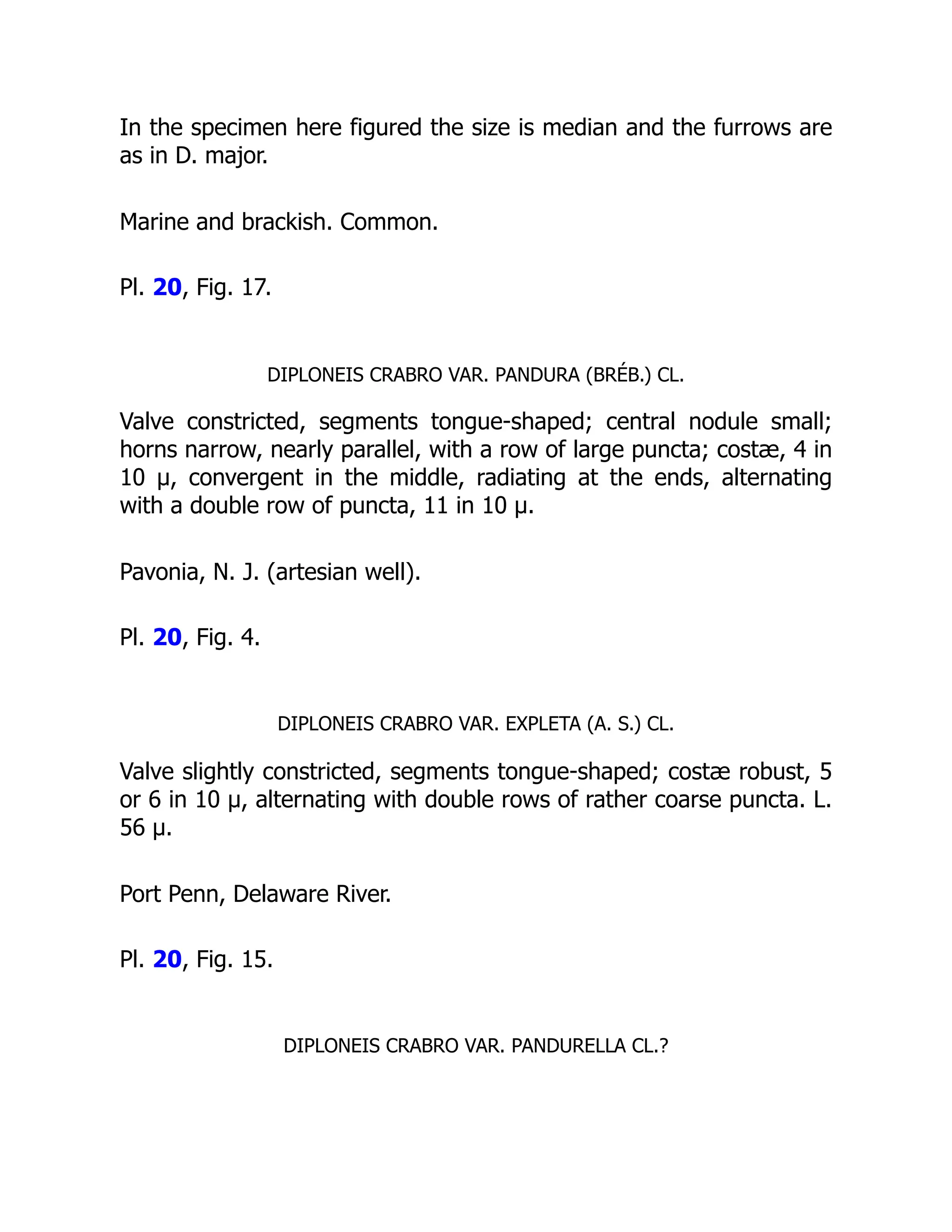 In the specimen here figured the size is median and the furrows are
as in D. major.
Marine and brackish. Common.
Pl. 20, Fig. 17.
DIPLONEIS CRABRO VAR. PANDURA (BRÉB.) CL.
Valve constricted, segments tongue-shaped; central nodule small;
horns narrow, nearly parallel, with a row of large puncta; costæ, 4 in
10 µ, convergent in the middle, radiating at the ends, alternating
with a double row of puncta, 11 in 10 µ.
Pavonia, N. J. (artesian well).
Pl. 20, Fig. 4.
DIPLONEIS CRABRO VAR. EXPLETA (A. S.) CL.
Valve slightly constricted, segments tongue-shaped; costæ robust, 5
or 6 in 10 µ, alternating with double rows of rather coarse puncta. L.
56 µ.
Port Penn, Delaware River.
Pl. 20, Fig. 15.
DIPLONEIS CRABRO VAR. PANDURELLA CL.?
 