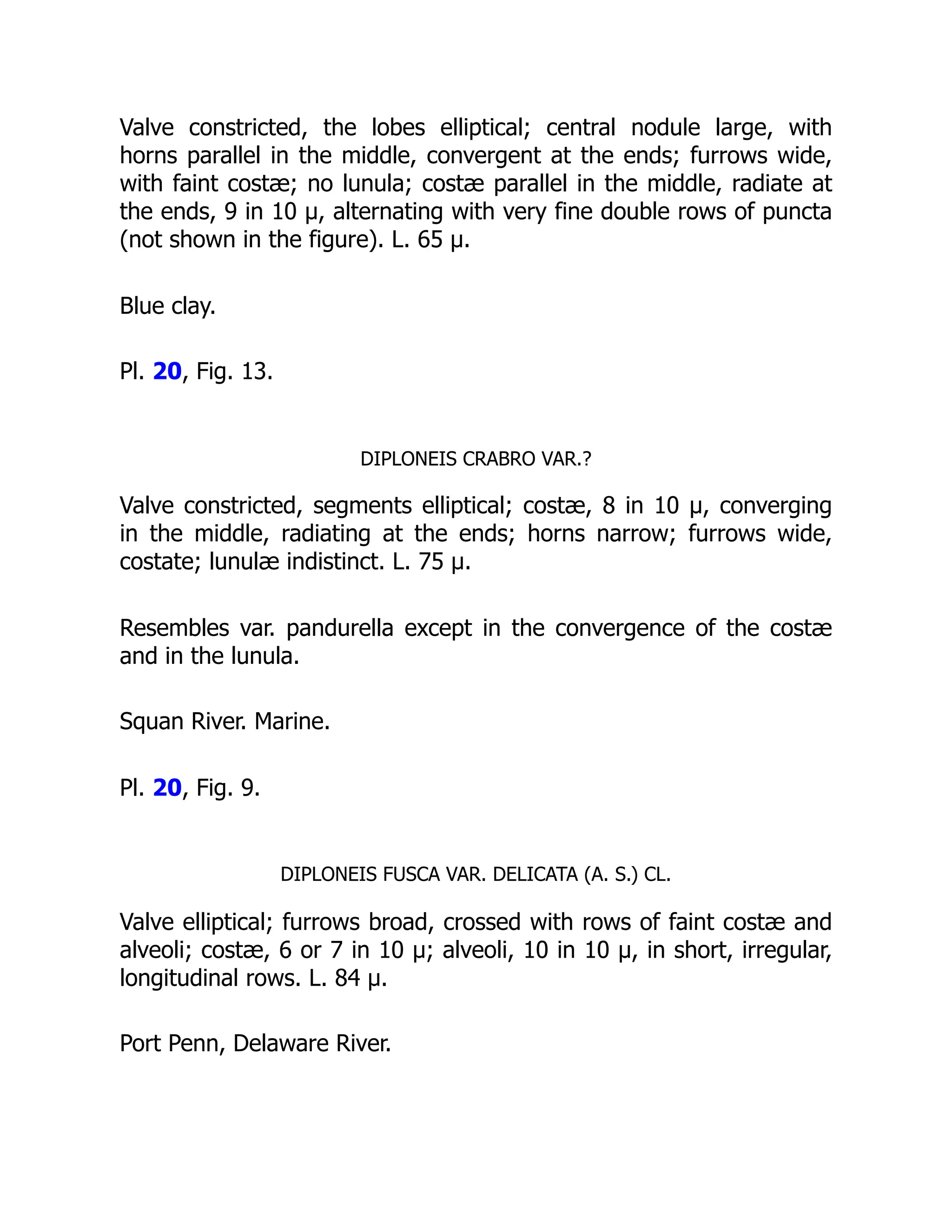 Valve constricted, the lobes elliptical; central nodule large, with
horns parallel in the middle, convergent at the ends; furrows wide,
with faint costæ; no lunula; costæ parallel in the middle, radiate at
the ends, 9 in 10 µ, alternating with very fine double rows of puncta
(not shown in the figure). L. 65 µ.
Blue clay.
Pl. 20, Fig. 13.
DIPLONEIS CRABRO VAR.?
Valve constricted, segments elliptical; costæ, 8 in 10 µ, converging
in the middle, radiating at the ends; horns narrow; furrows wide,
costate; lunulæ indistinct. L. 75 µ.
Resembles var. pandurella except in the convergence of the costæ
and in the lunula.
Squan River. Marine.
Pl. 20, Fig. 9.
DIPLONEIS FUSCA VAR. DELICATA (A. S.) CL.
Valve elliptical; furrows broad, crossed with rows of faint costæ and
alveoli; costæ, 6 or 7 in 10 µ; alveoli, 10 in 10 µ, in short, irregular,
longitudinal rows. L. 84 µ.
Port Penn, Delaware River.
 