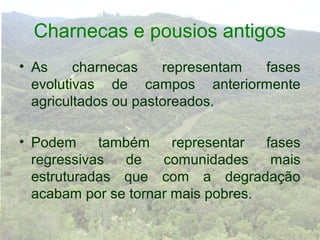 Charnecas e pousios antigos
• As     charnecas    representam fases
  evolutivas de campos anteriormente
  agricultados ou pastoreados.

• Podem     também     representar  fases
  regressivas  de    comunidades     mais
  estruturadas que com a degradação
  acabam por se tornar mais pobres.
 