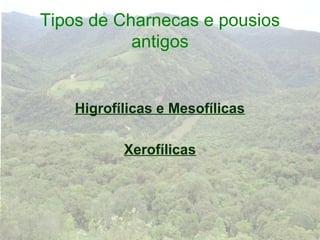 Tipos de Charnecas e pousios
           antigos


    Higrofílicas e Mesofílicas

           Xerofílicas
 