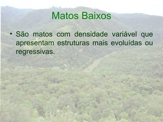 Matos Baixos
• São matos com densidade variável que
  apresentam estruturas mais evoluídas ou
  regressivas.
 