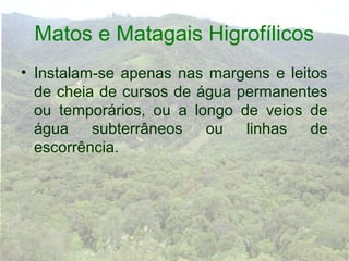 Matos e Matagais Higrofílicos
• Instalam-se apenas nas margens e leitos
  de cheia de cursos de água permanentes
  ou temporários, ou a longo de veios de
  água    subterrâneos   ou   linhas   de
  escorrência.
 