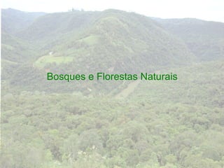Bosques e Florestas Naturais
 