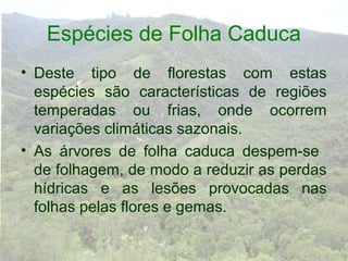 Espécies de Folha Caduca
• Deste tipo de florestas com estas
  espécies são características de regiões
  temperadas ou frias, onde ocorrem
  variações climáticas sazonais.
• As árvores de folha caduca despem-se
  de folhagem, de modo a reduzir as perdas
  hídricas e as lesões provocadas nas
  folhas pelas flores e gemas.
 