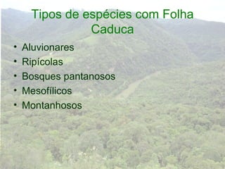 Tipos de espécies com Folha
               Caduca
•   Aluvionares
•   Ripícolas
•   Bosques pantanosos
•   Mesofílicos
•   Montanhosos
 