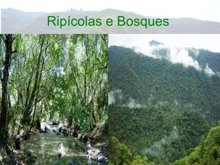 Ripícolas e Bosques
 