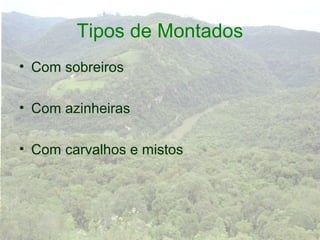 Tipos de Montados
• Com sobreiros

• Com azinheiras

• Com carvalhos e mistos
 