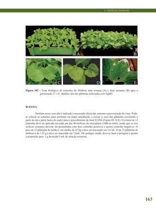 5 - TESTES DE SANIDADE
163
 
A B
A
C D E
Figura 102 - Teste biológico de sementes de Abóbora uma semana (A) e duas semanas (B) após a
germinação. C->E: detalhes dos nas plântulas infectadas com SqMV.
B) ELISA
Também nesse caso não é indicada a maceração direta das sementes para extração do vírus. Pode-
se colocar as sementes para germinar em papel umedecido, e extrair o suco das plântulas (excluindo a
parte da raiz e parte baixa do caule) para o procedimento do teste ELISA (Figura 88: A-F). O extrato de 12
plântulas deve ser aplicado em cada um dos 90 orifícios da microplaca (1080 no total), sendo que os seis
orifícios restantes deverão ser preenchidos com dois controles positivos e quatro controles negativos. O
peso de 12 plântulas do melão é, em média, de 0,72g e deve ser macerado em 3,6 mL. O de 12 plântulas de
abóbora é de 1,52 g e deve ser macerado em 7,6mL. De qualquer modo, deve-se fazer a pesagem e ajustar
a proporção para 1 g de tecido/5 mL de solução extratora.
BA
C D
B
E
 