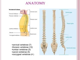 ANATOMY
•cervical vertebrae (7)
•thoracic vertebrae (12)
•lumbar vertebrae (5)
•sacral vertebrae (5)
•coccygeal vertebrae (4 )
 