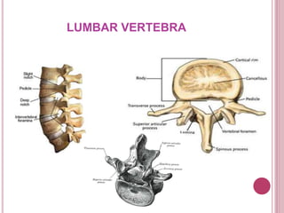 LUMBAR VERTEBRA
 