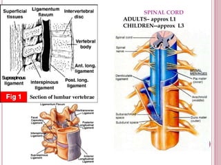 SPINAL CORD
ADULTS– approx L1
CHILDREN--approx L3
 