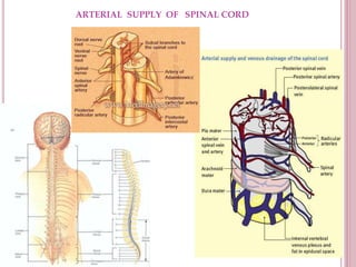 ARTERIAL SUPPLY OF SPINAL CORD
 