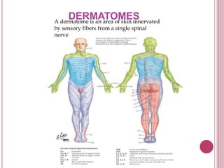 DERMATOMESA dermatome is an area of skin innervated
by sensory fibers from a single spinal
nerve
 