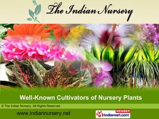 Well-Known Cultivators of Nursery Plants 