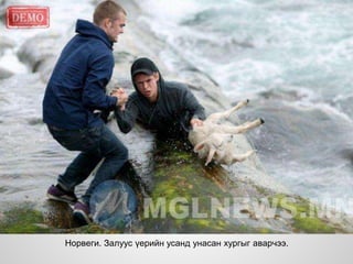 Норвеги. Залуус үерийн усанд унасан хургыг аварчээ.
 