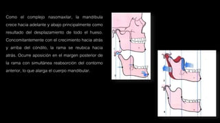 Como el complejo nasomaxilar, la mandíbula
crece hacia adelante y abajo principalmente como
resultado del desplazamiento de todo el hueso.
Concomitantemente con el crecimiento hacia atrás
y arriba del cóndilo, la rama se reubica hacia
atrás. Ocurre aposición en el margen posterior de
la rama con simultánea reabsorción del contorno
anterior, lo que alarga el cuerpo mandibular.
 