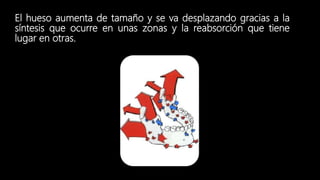 El hueso aumenta de tamaño y se va desplazando gracias a la
síntesis que ocurre en unas zonas y la reabsorción que tiene
lugar en otras.
 