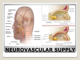 NEUROVASCULAR SUPPLY
 