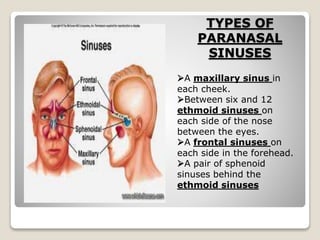 TYPES OF
PARANASAL
SINUSES
A maxillary sinus in
each cheek.
Between six and 12
ethmoid sinuses on
each side of the nose
between the eyes.
A frontal sinuses on
each side in the forehead.
A pair of sphenoid
sinuses behind the
ethmoid sinuses
 