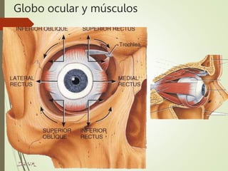 Globo ocular y músculos
 