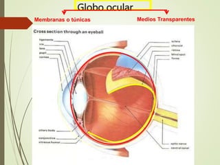 Globo ocular
Membranas o túnicas Medios Transparentes
 