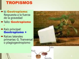 TROPISMOS
b) Geotropismo:
Respuesta a la fuerza
de la gravedad
Tallo: Geotropismo
-
Raíz principal:
Geotropismo +
Raíces laterales
primarias: G. Tranversal
o plagiogeotropismo
Dr. Carlos Mamani Lázaro 6
 