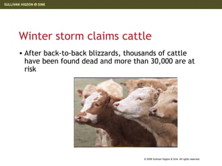 Winter storm claims cattle After back-to-back blizzards, thousands of cattle have been found dead and more than 30,000 are at risk 