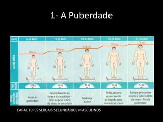 1- A Puberdade

CARACTERES SEXUAIS SECUNDÁRIOS MASCULINOS

 