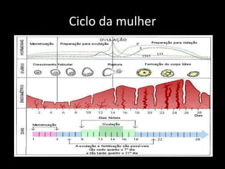 Ciclo da mulher

 