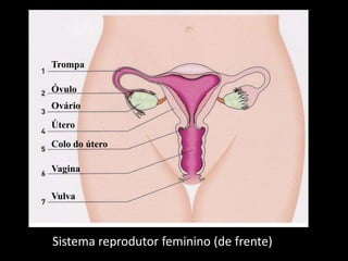 Trompa

Óvulo
Ovário
Útero
Colo do útero
Vagina
Vulva

Sistema reprodutor feminino (de frente)

 