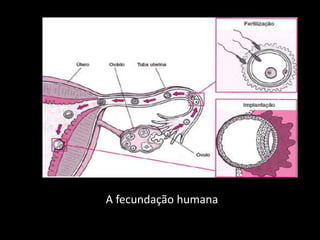 A fecundação humana

 