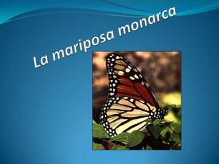 La mariposa monarca 