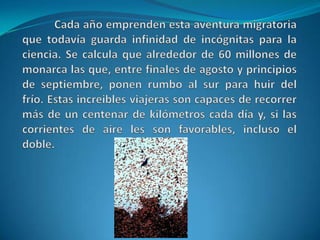 	Cada año emprenden esta aventura migratoria que todavía guarda infinidad de incógnitas para la ciencia. Se calcula que alrededor de 60 millones de monarca las que, entre finales de agosto y principios de septiembre, ponen rumbo al sur para huir del frío. Estas increibles viajeras son capaces de recorrer más de un centenar de kilómetros cada día y, si las corrientes de aire les son favorables, incluso el doble.