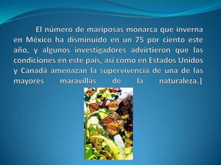 El número de mariposas monarca que inverna en México ha disminuido en un 75 por ciento este año, y algunos investigadores advirtieron que las condiciones en este país, así como en Estados Unidos y Canadá amenazan la supervivencia de una de las mayores maravillas de la naturaleza.|