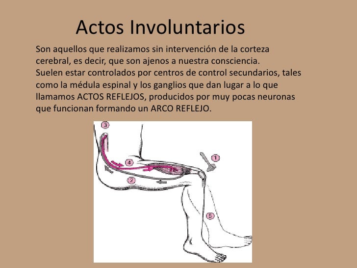 Respuestas motoras y glandulares, Actos involuntarios