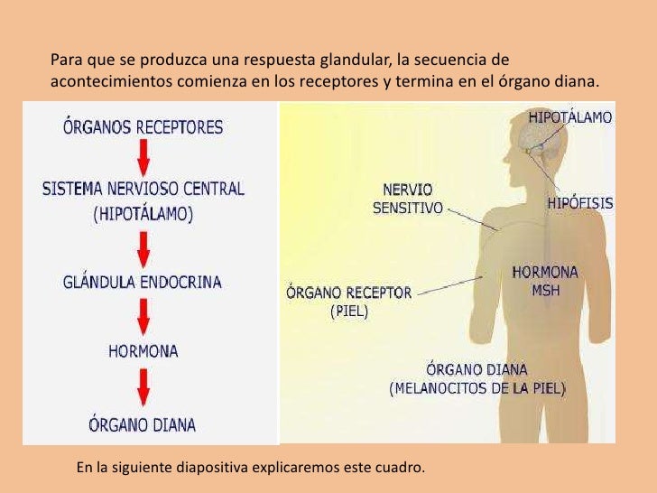 Respuestas motoras y glandulares, Actos involuntarios: acto y arco r…