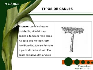 Tronco: caule lenhoso e
resistente, cilíndrico ou
cónico e também mais largo
na base que no topo, com
ramificações, que se formam
a partir de certa altura. É o
caule exclusivo das árvores
TIPOS DE CAULES
 