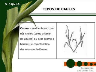 Colmo: caule lenhoso, com
nós cheios (como a cana-
de-açúcar) ou ocos (como o
bambú), é característico
das monocotiledóneas.
TIPOS DE CAULES
 