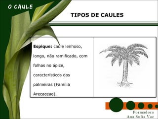 Espique: caule lenhoso,
longo, não ramificado, com
folhas no ápice,
característicos das
palmeiras (Família
Arecaceae).
TIPOS DE CAULES
 