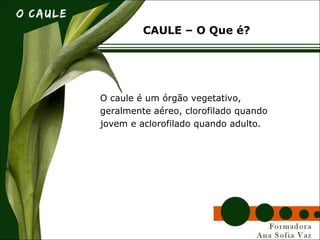 O caule é um órgão vegetativo,
geralmente aéreo, clorofilado quando
jovem e aclorofilado quando adulto.
CAULE – O Que é?
 