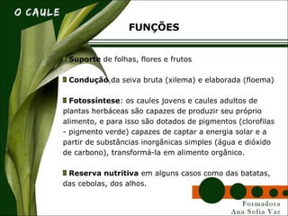 Suporte de folhas, flores e frutos
Condução da seiva bruta (xilema) e elaborada (floema)
Fotossíntese: os caules jovens e caules adultos de
plantas herbáceas são capazes de produzir seu próprio
alimento, e para isso são dotados de pigmentos (clorofilas
- pigmento verde) capazes de captar a energia solar e a
partir de substâncias inorgânicas simples (água e dióxido
de carbono), transformá-la em alimento orgânico.
Reserva nutritiva em alguns casos como das batatas,
das cebolas, dos alhos.
FUNÇÕES
 