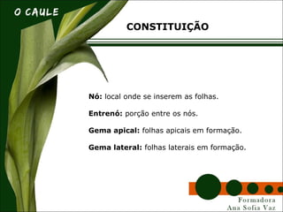Nó: local onde se inserem as folhas.
Entrenó: porção entre os nós.
Gema apical: folhas apicais em formação.
Gema lateral: folhas laterais em formação.
CONSTITUIÇÃO
 