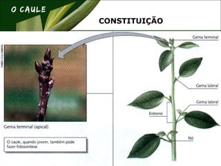 CONSTITUIÇÃO
 