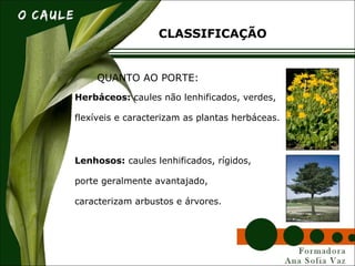 Herbáceos: caules não lenhificados, verdes,
flexíveis e caracterizam as plantas herbáceas.
CLASSIFICAÇÃO
QUANTO AO PORTE:
Lenhosos: caules lenhificados, rígidos,
porte geralmente avantajado,
caracterizam arbustos e árvores.
 