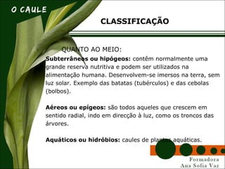 Subterrâneos ou hipógeos: contêm normalmente uma
grande reserva nutritiva e podem ser utilizados na
alimentação humana. Desenvolvem-se imersos na terra, sem
luz solar. Exemplo das batatas (tubérculos) e das cebolas
(bolbos).
Aéreos ou epígeos: são todos aqueles que crescem em
sentido radial, indo em direcção à luz, como os troncos das
árvores.
Aquáticos ou hidróbios: caules de plantas aquáticas.
CLASSIFICAÇÃO
QUANTO AO MEIO:
 