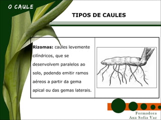 Rizomas: caules levemente
cilíndricos, que se
desenvolvem paralelos ao
solo, podendo emitir ramos
aéreos a partir da gema
apical ou das gemas laterais.
TIPOS DE CAULES
 